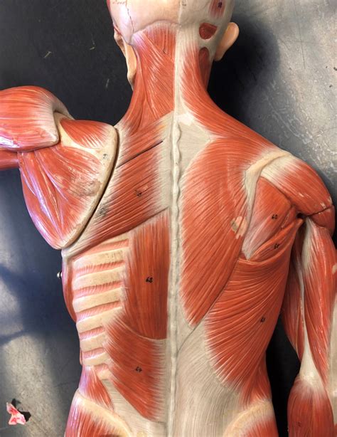 Posterior Muscle Diagram Quizlet