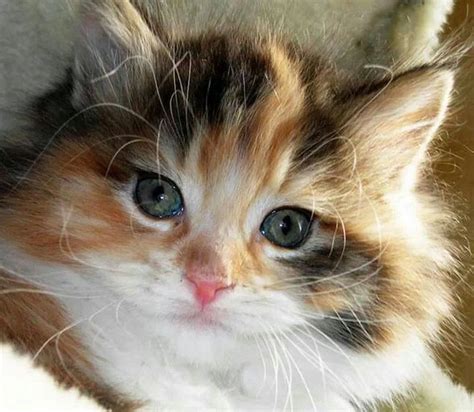 Gato Calico Calico Kitten Cute Cats And Dogs Cats And Kittens Baby