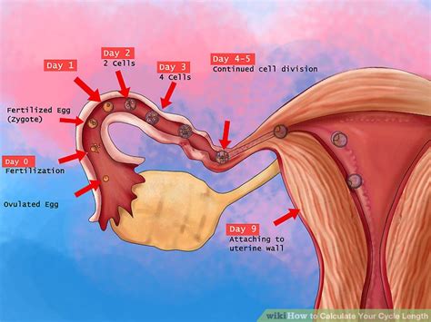 You can determine the length of your menstrual cycle by beginning your count on the first day of your menstrual period and ending your count with the day before your next menstrual period. 3 Ways to Calculate Your Cycle Length - wikiHow