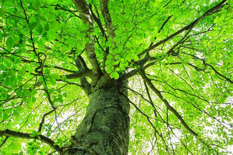 Top Reasons Why Trees Are Important