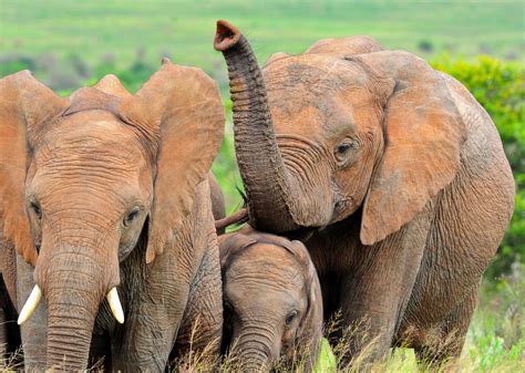 An Elephants Sense Of Smell May Be Better Than Yours Discover Magazine