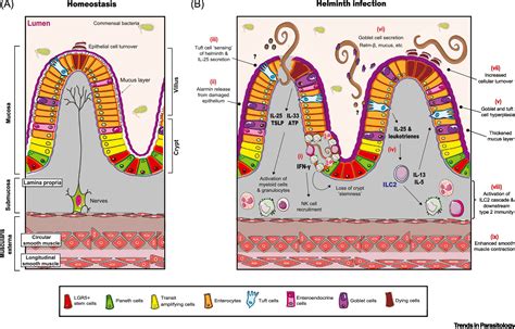 The Intestinal Epithelium At The Forefront Of Hosthelminth