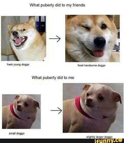 Doggo Meme By Eeemmit Memedroid