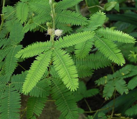 The Touch Sensitive Plants Known As Mimosa Pudica Or Touch Me Not