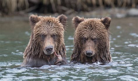 Bc Grizzly Bears Hemmings Photo Tours British Columbia