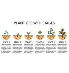 Plant Growth Stages Infographics Planting Fruits Vector Image