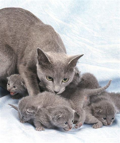 Cats' umbilical cord stumps usually fall off in the first 3 days of life. Russian Blue Kittens - Finding A Cat and Your First Days ...