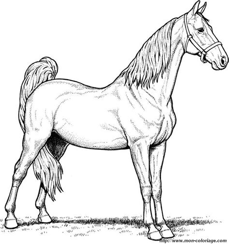 Coloriage de Cheval, dessin Un pur sang magnifique et majestueux à colorier