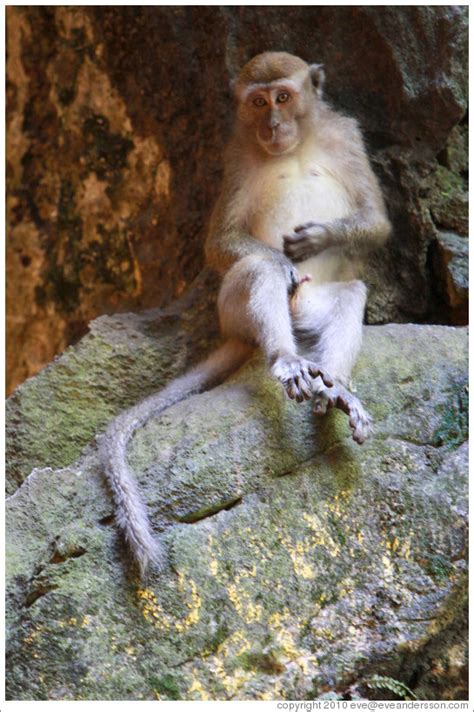 Monkey Masturbating Batu Caves Photo Id 17954 Kualalum