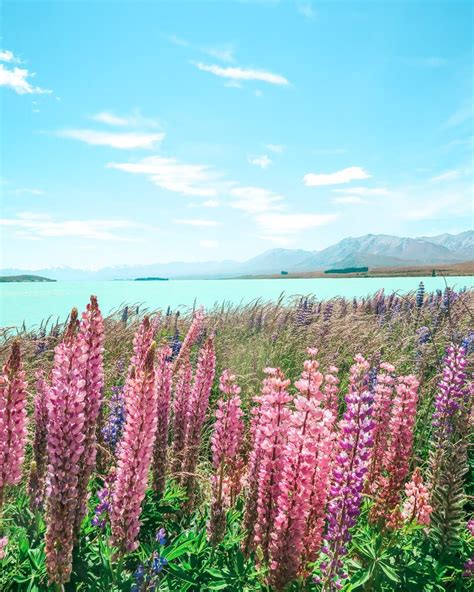 Lake Tekapo Lupins Where To Find Lupins In Nz 24 Hours Layover