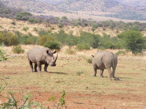Pilanesberg Game Reserve Big 5 Package 145713holiday Packages To