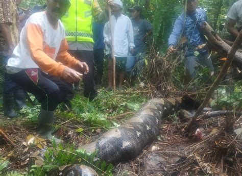 7 Meter Python Swallows Woman Whole In Indonesia Coconuts