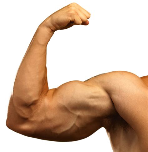 Massive Arms Workout Add An Inch To Your Arms In 21 Days Gym Junkies