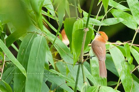 นกปากนกแก้วคิ้วดำ Lesser Rufous Headed Parrotbill Birds Of Thailand