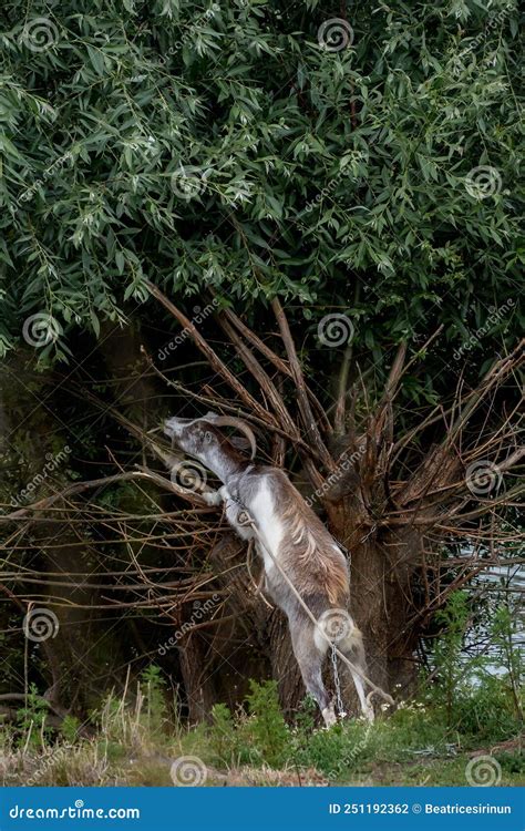 A Goat Stands On Two Hind Legs Stock Photo Image Of Environment