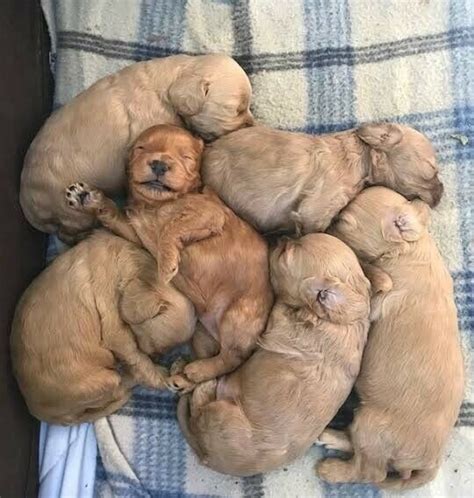 Use the search tool below and browse adoptable beagles! 6 Cockapoo puppies for sale | Dogs & Puppies | Gumtree ...