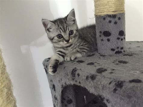 Beautiful Silver Tabby Bsh British Shorthair Kittens For Sale In