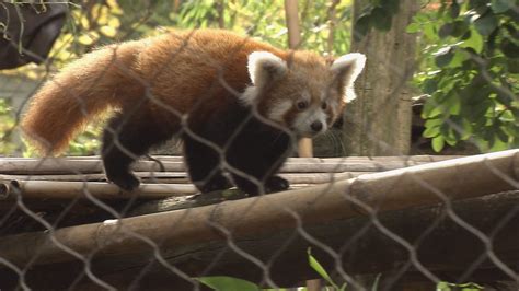 Red Panda Babies Make Their Debut At Philadelphia Zoo