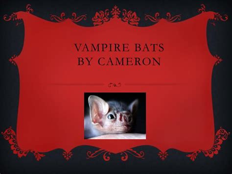 Ppt Vampire Bats By C Ameron Powerpoint Presentation Free Download