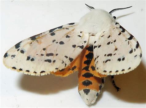 Salt Marsh Moth Estigmene Acrea Bugguide Net