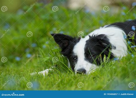 Border Collie Dog In A Spring Meadow Stock Image Image Of Canine