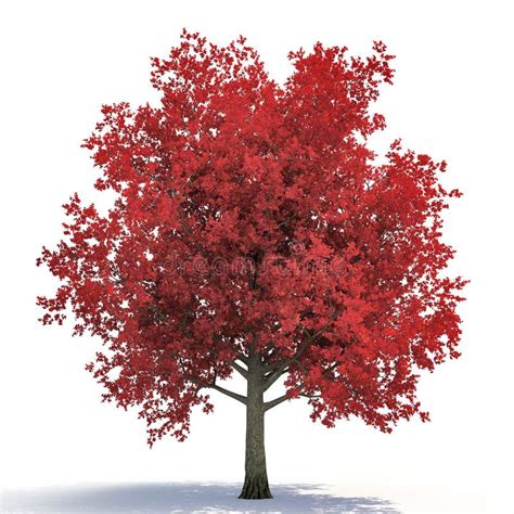 Red Autumn Maple Tree Isolated On White 3d Illustration Stock