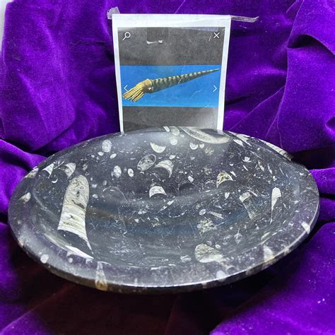 Orthoceras Fossil Bowl Into The Mystic Shop