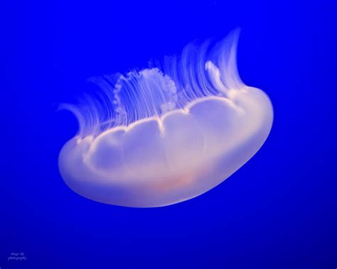 Silky Jellyfish Photograph By Diego Re Fine Art America