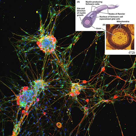New research reveals that Schwann cells are capable of spreading myelin across multiple axons 