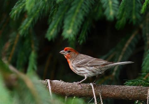 Las 10 Aves Más Comunes De La Ciudad De México