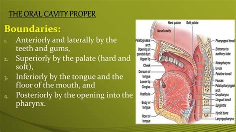 Anatomy Of Oral Cavity Ppt