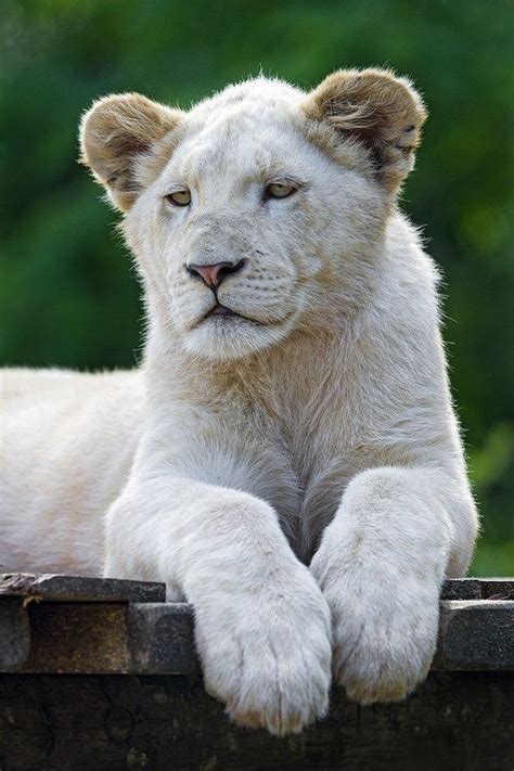 Young White Lioness In Captivating Photograph