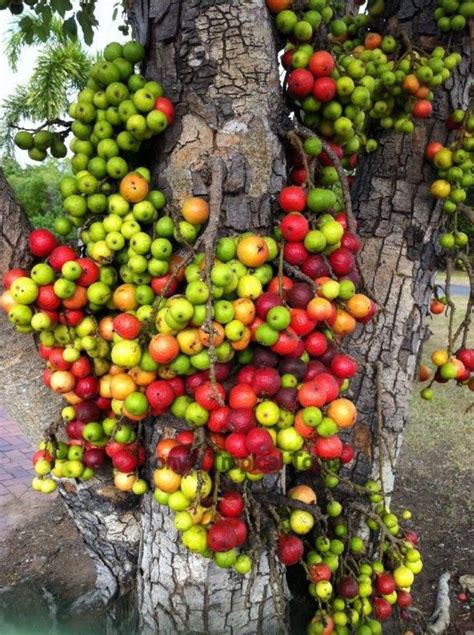 Tropical Rainforest Fruit Trees Fruit Trees