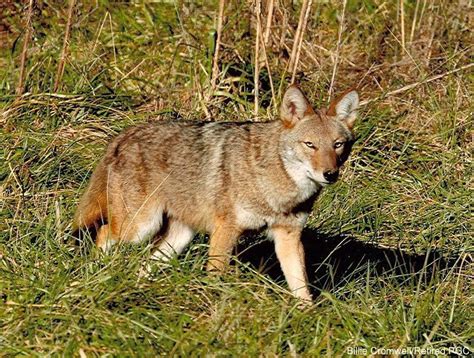 Coyotes Thriving In Urban Areas Of Massachusetts