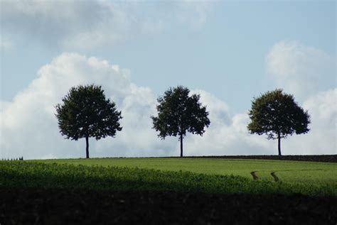 Three Trees By Patience9663 On Deviantart