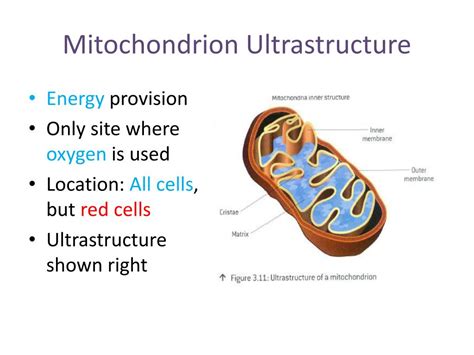 Check spelling or type a new query. PPT - 3.3. NUTRITION AND ENERGY SYSTEMS PowerPoint ...