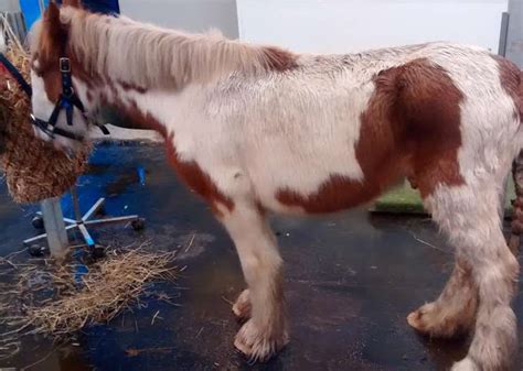 Rscpa Appeal After Suffering Pony Is Dumped In A Field