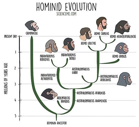 Hominid Evolution Timeline Timetoast Timelines