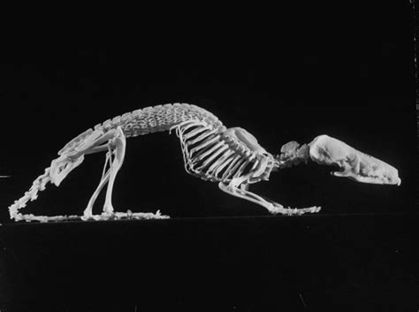 Sagan Sense Animal Skeletons Skull And Bones Skeleton Anatomy