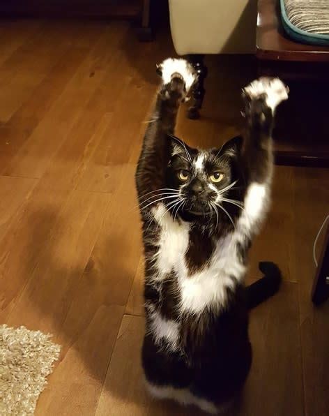 So This Adorable Cat Keeps Putting Its Arms In The Air And No One Knows Why But Its The Best