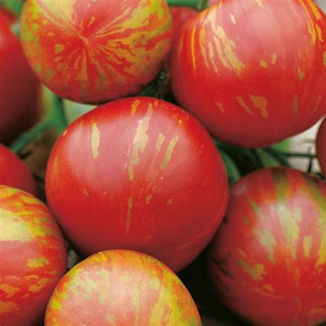 Tomato Tigerella Agm Medium Seeds From Dtbrown
