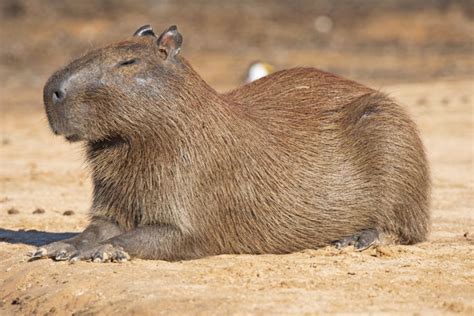 Suzys Animals Of The World Blog The Capybara
