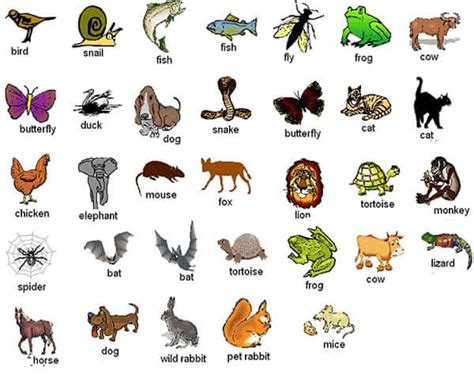 Nama Nama Hewan Dalam Bahasa Inggris Beserta Arti Dan Cara Bacanya