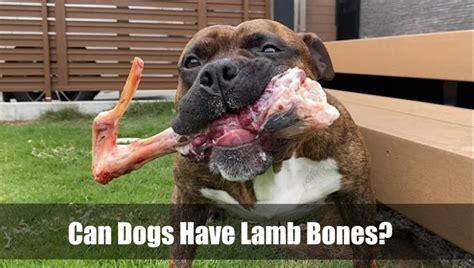 Can Dogs Have Lamb Bones 2024 Vet Ranch We Love Pets