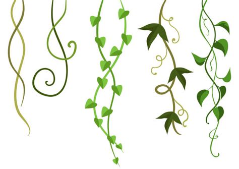 Vine Plant Illustrations Royalty Free Vector Graphics And Clip Art Istock