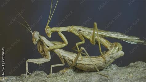 Close Up Of Couple Of Praying Mantis Mating On Tree Branch The Mating