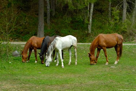 Horses In Pasture