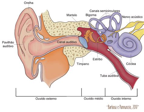 Sistema Auditivo Entenda Como Funciona Binaural