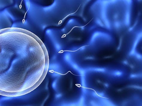 An Overview Of Intracytoplasmic Sperm Injection Icsi Rocky Mountain