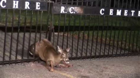 New Jersey First Responders Rescue Deer Stuck In Cemetery Fence Abc11 Raleigh Durham